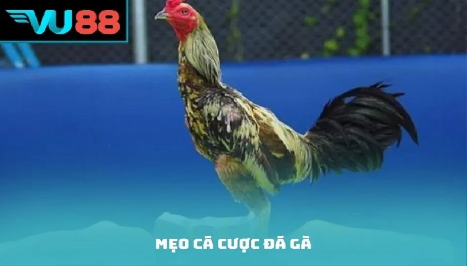 VU88 Mẹo Cá Cược Đá Gà - Chiến Thuật, Quan Sát Và Quản Lý Vốn