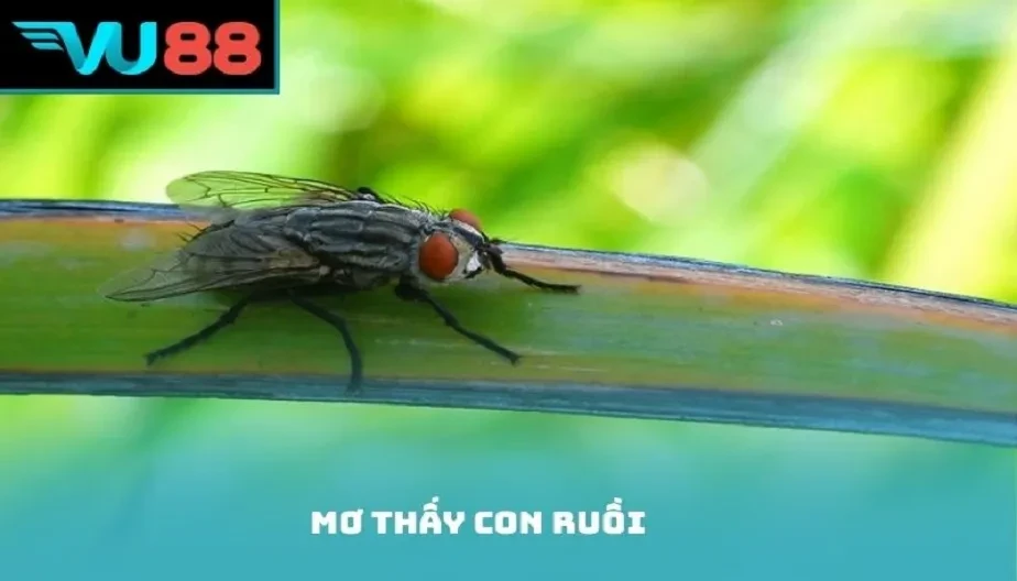 VU88 Mơ Thấy Con Ruồi Là Điềm Gì? Giải Mã Giấc Mơ Cùng Con Số