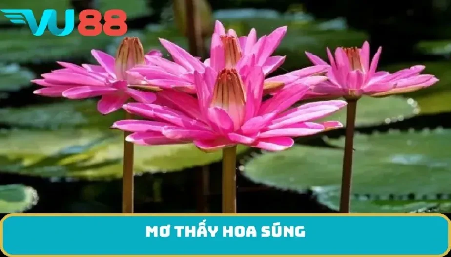 VU88 Mơ Thấy Hoa Súng - Giấc Mơ Mang Điềm Báo Và Ý Nghĩa Sâu Xa