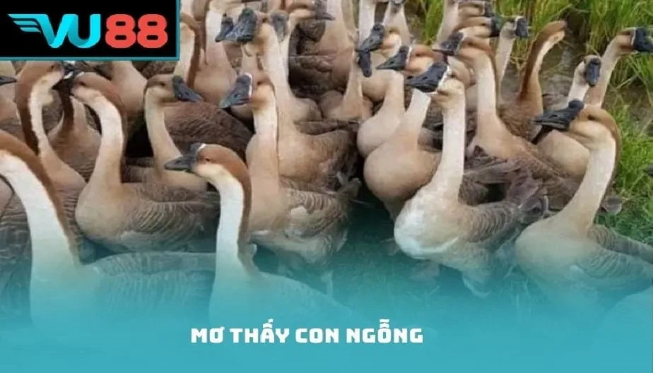 VU88 Mơ Thấy Con Ngỗng - Giải Mã Giấc Mơ & Con Số May Mắn