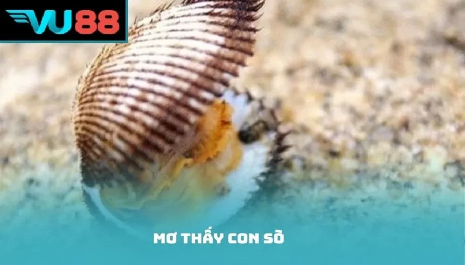 VU88 Mơ Thấy Con Sò Điềm Gì? Giải Mã Chi Tiết Và Con Số May Mắn