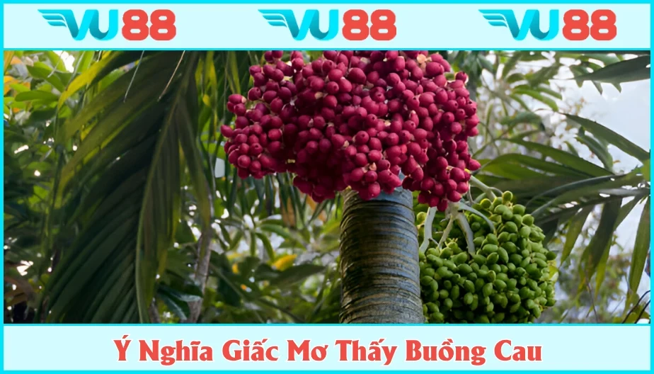 VU88 Mơ Thấy Buồng Cau - Giải Đáp Ý Nghĩa Và Lô Đề Cùng VU88