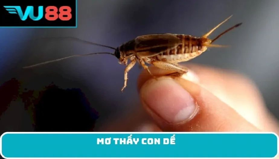 VU88 Chiêm Bao Thấy Con Dế - Điềm Báo Thú Vị Và Con Số May Mắn
