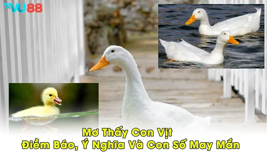 VU88 Mơ Thấy Con Vịt - Điềm Báo, Ý Nghĩa Và Con Số May Mắn