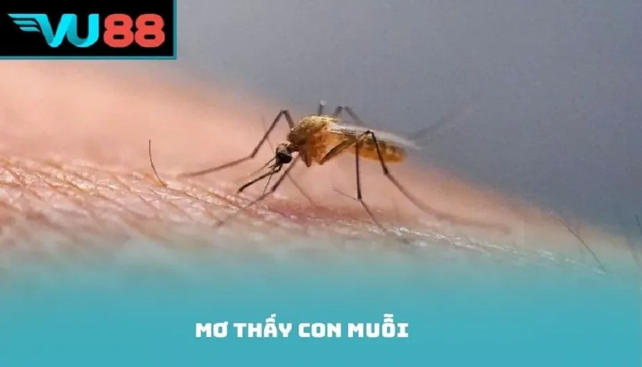 VU88 Mơ Thấy Con Muỗi Là Điềm Gì? Giải Mã Điềm Báo Con Số May Mắn