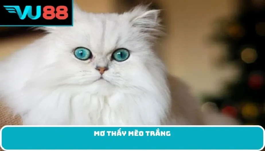 VU88 Mơ Thấy Mèo Trắng - Giải Mã Bí Ẩn Và Dự Đoán Về Tương Lai