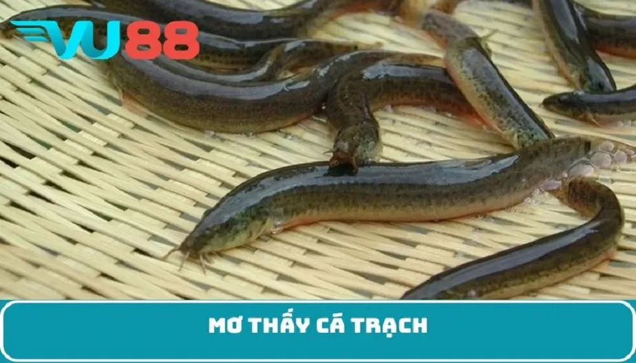 VU88 Giấc Mơ Thấy Cá Trạch - Giải Mã Điềm Báo Bí Ẩn Về Tương Lai?